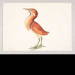 Elizabeth Gwillim (bird artist)