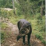 April (tapir)