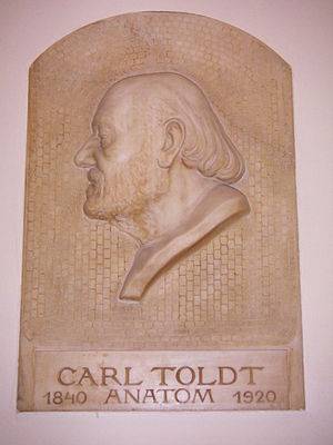 Carl Toldt